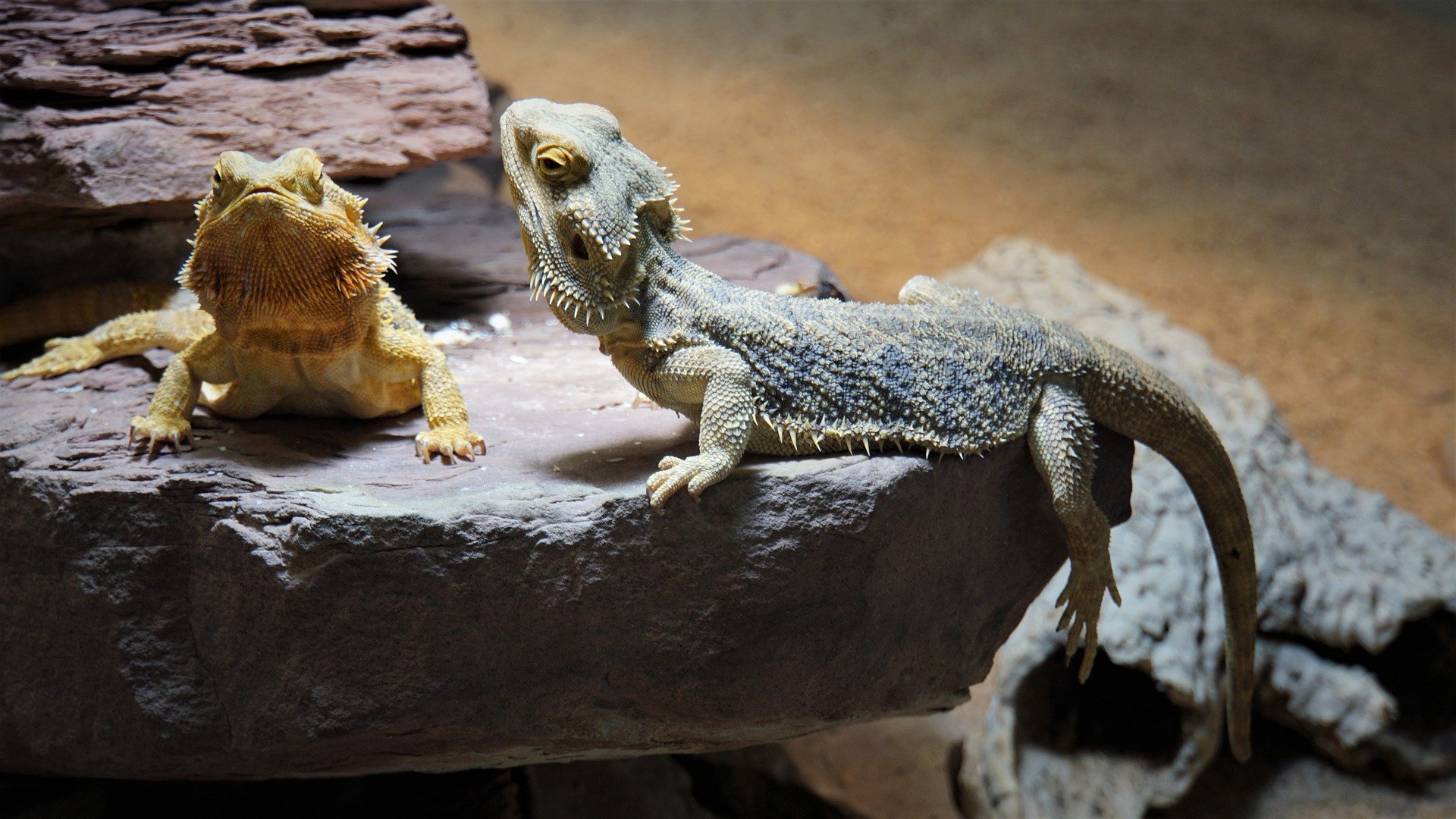 Bartagame Haltung. Wichtige Tipps für die artgerechte Haltung! - BearDeD Dragon 4901547 1920