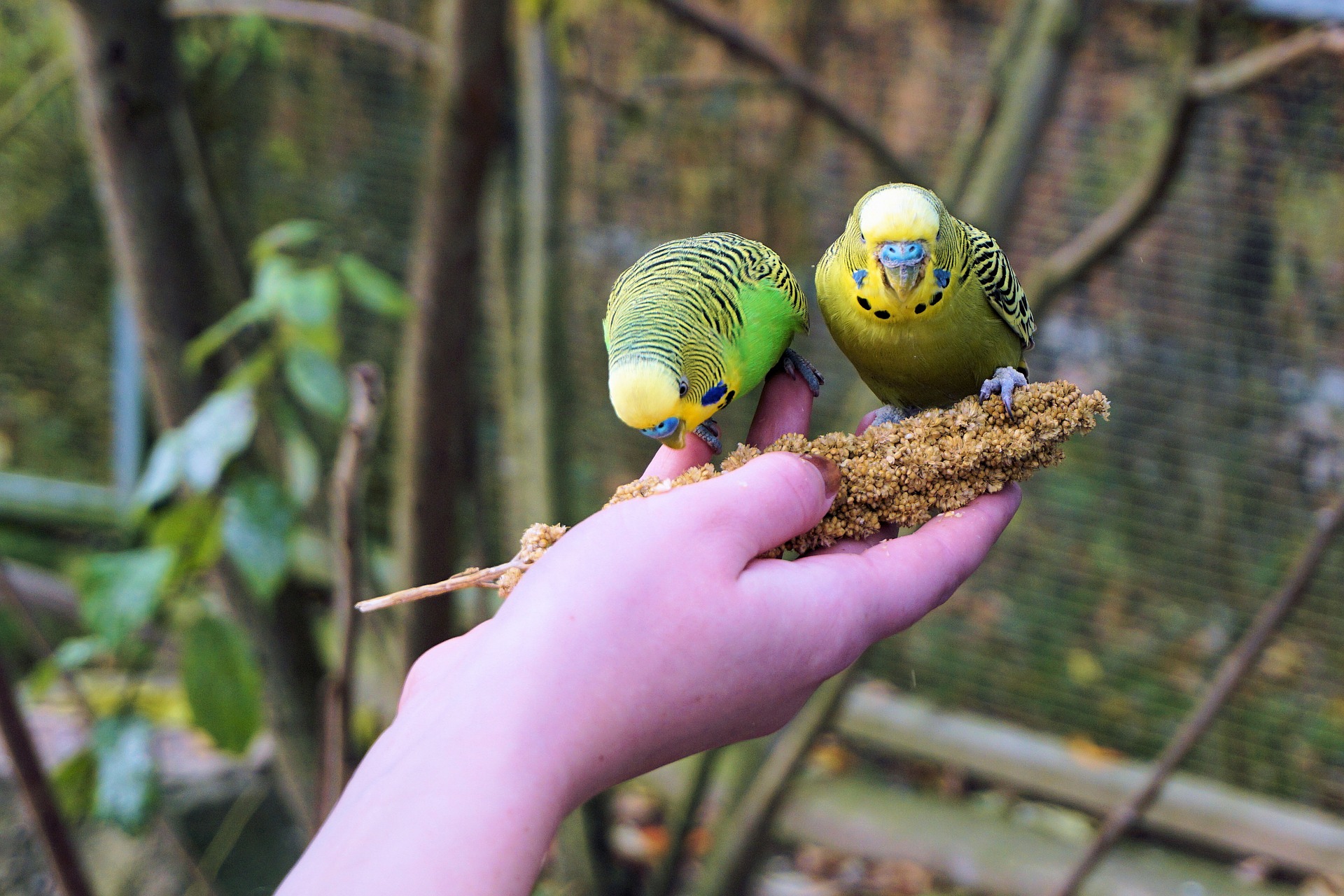 Wellensittich Haltung - Wie halte ich Wellensittiche? - tiergesundheit