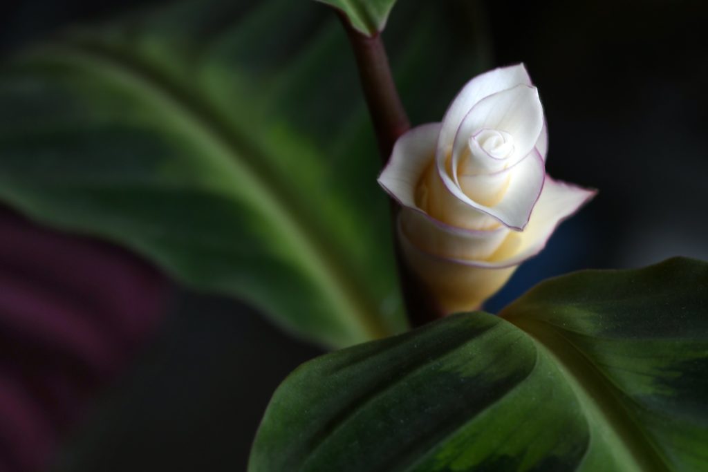 calathea giftig für katzen