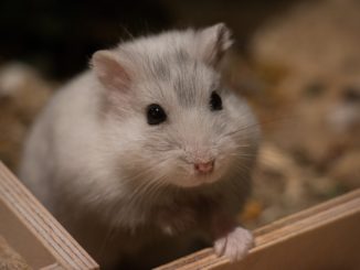 Freilaufgehege für Hamster