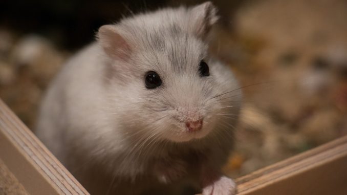 Freilaufgehege für Hamster