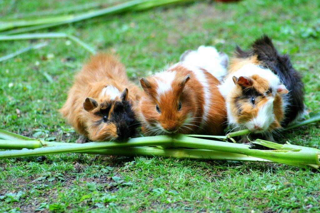 Meerschweinchen Milben