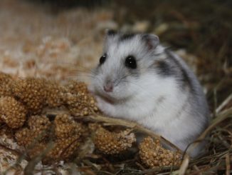 Was dürfen Hamster fressen?