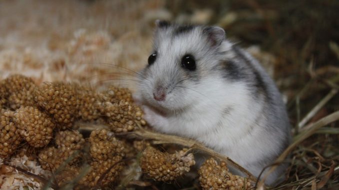 Was dürfen Hamster fressen? Was dürfen Hamster fressen?