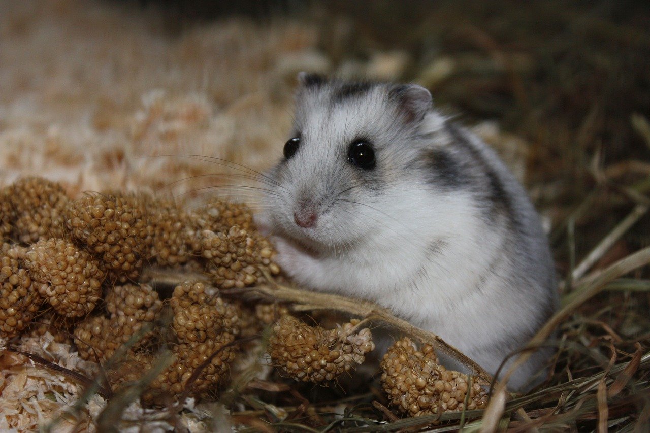 Was dürfen Hamster fressen? - Hamster 2310228 1280