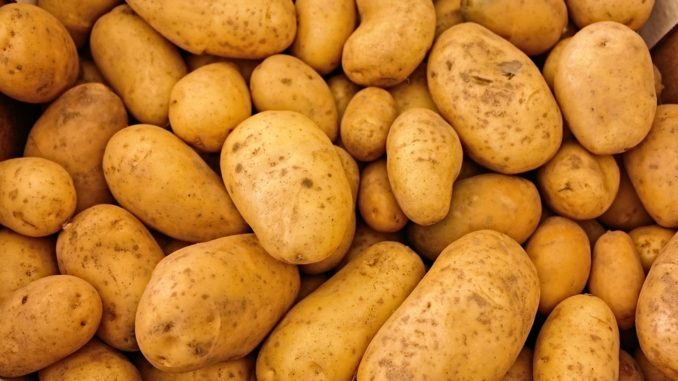 hunde kartoffeln dürfen hunde kartoffeln essen