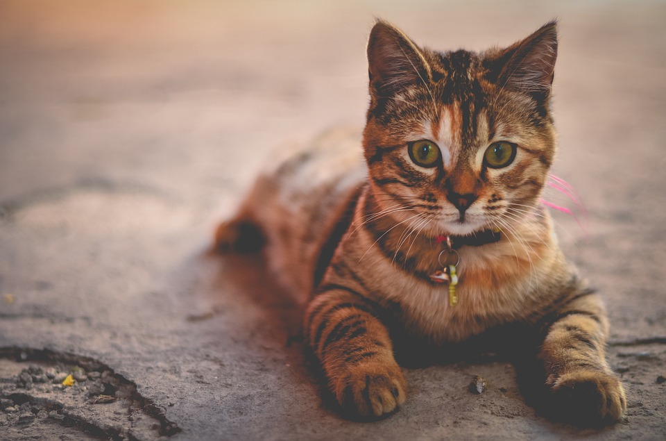 darf meine katze reis fressen
