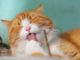 malzpaste katze