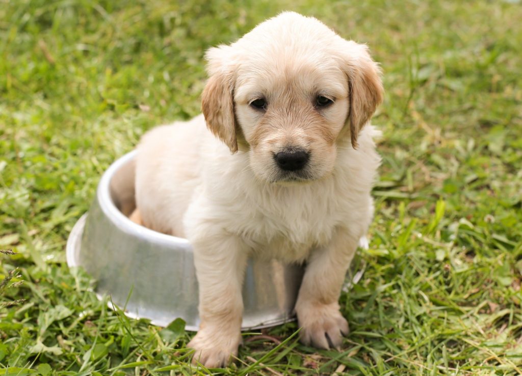 Wie lange kann ein Hund alleine bleiben?