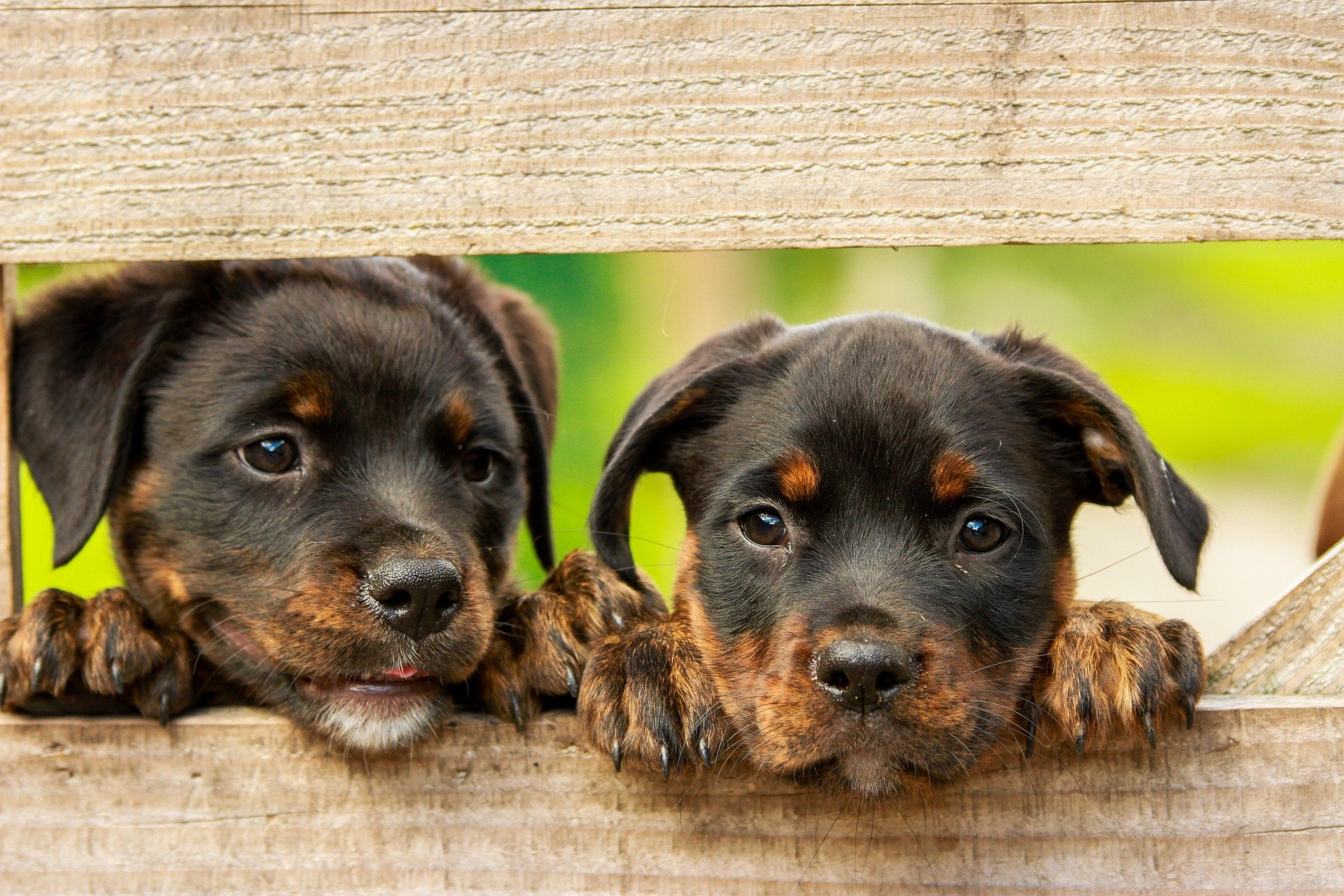 Wie lange trägt ein HundWussten Sie das? tiergesundheitaktuell.de Wie lange trägt ein HundWussten Sie das? tiergesundheitaktuell.de