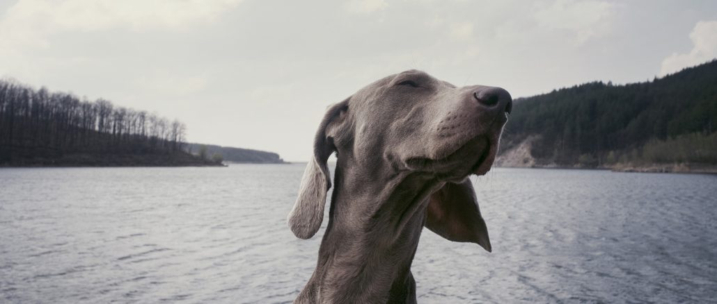 weimaraner