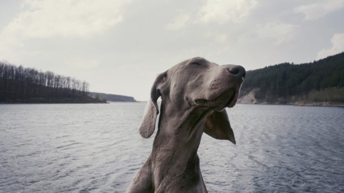 weimaraner