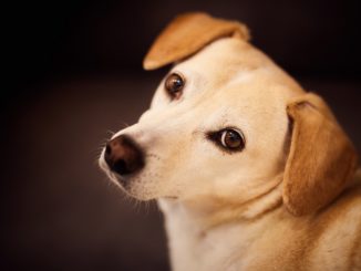 seriöse hundezuechter erkennen