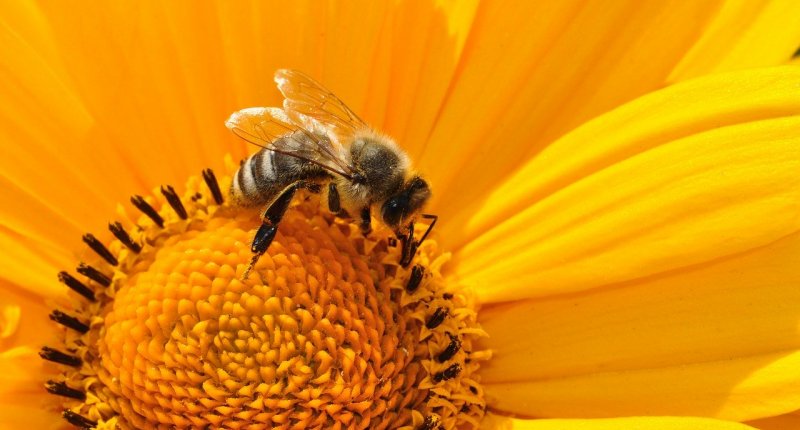 Bienenwiese