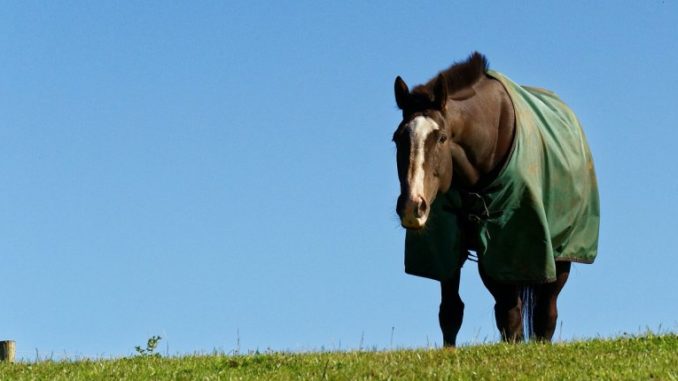 Die Abschwitzdecke für das Pferd