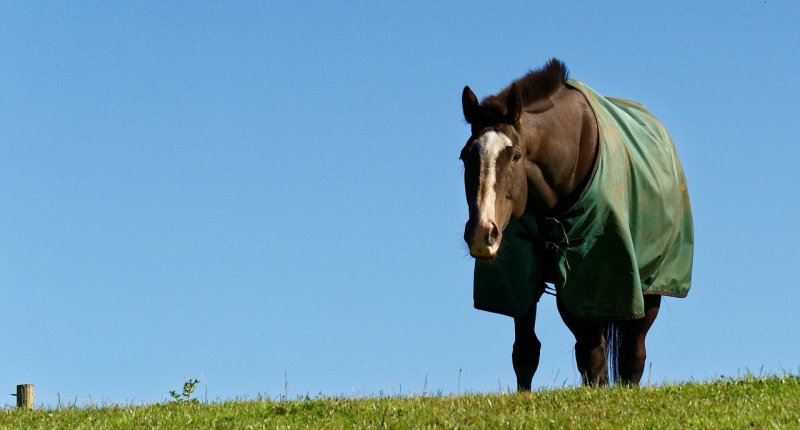 Die Abschwitzdecke für das Pferd