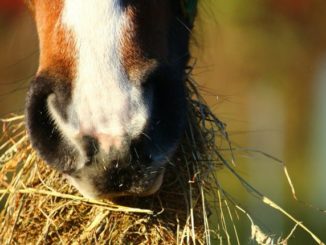 Heuraufe für das Pferd