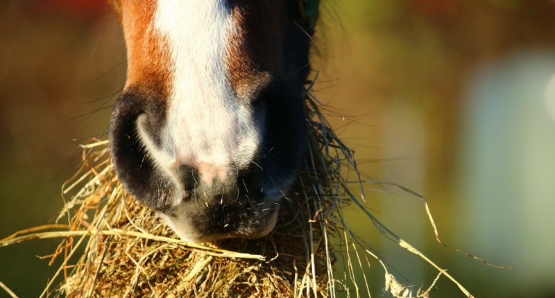 Heuraufe für das Pferd