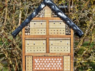 Ratgeber: Insektenhotel Füllung