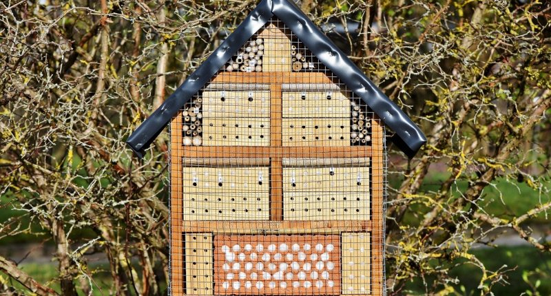 Ratgeber: Insektenhotel Füllung
