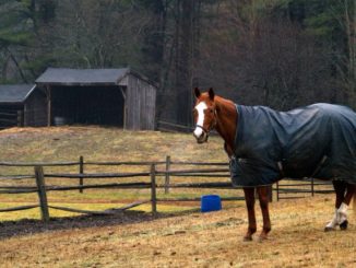 Regendecke für dein Pferd