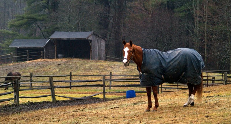 Regendecke für dein Pferd 