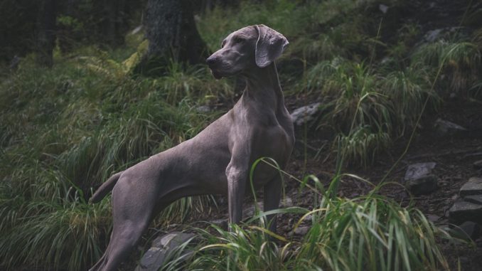 jagdhund in not jagdhunde in not