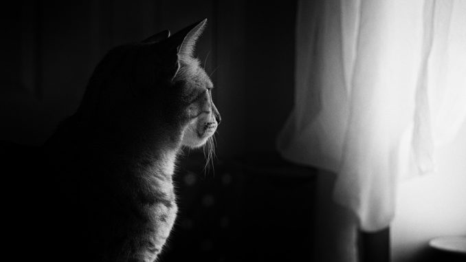 katzenlaufrad kaufen