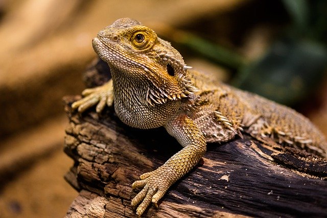 Welche Beleuchtung für Bartagame? - LizarD 1522253 640