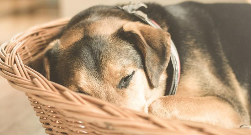 Hundebett Rund