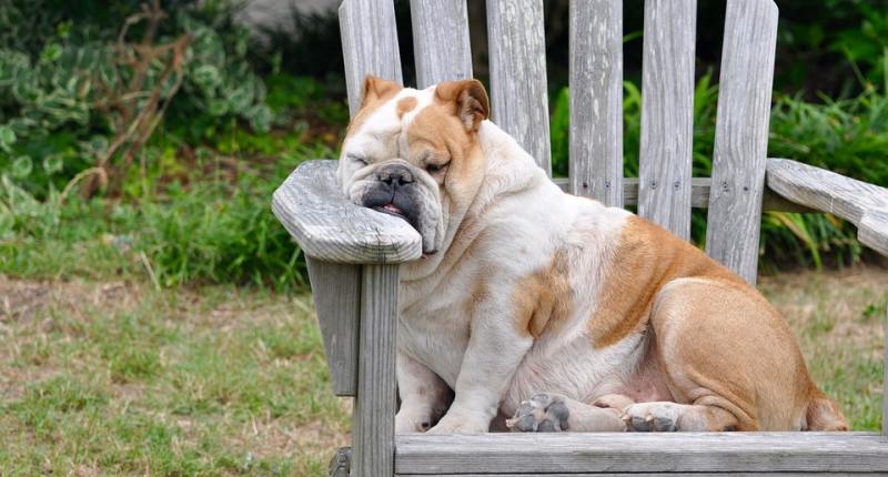 Hundebett aus Holz