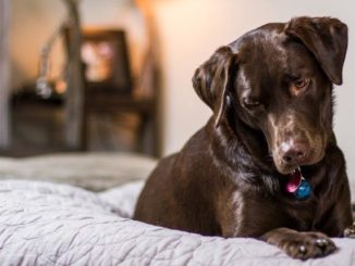 Hundebett aus Kunstleder
