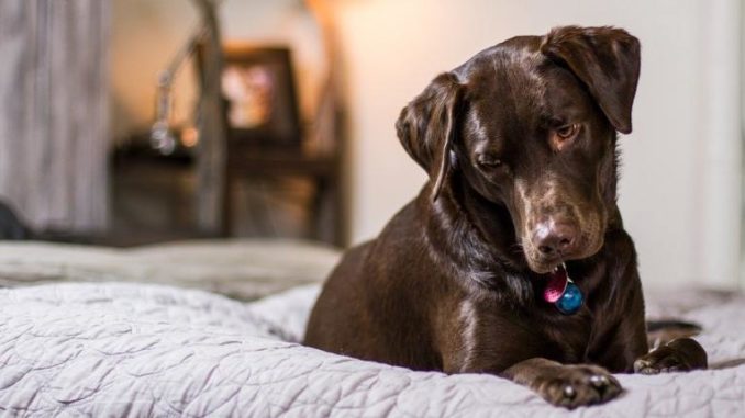 Hundebett aus Kunstleder Hundebett aus Kunstleder