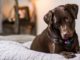 Hundebett aus Kunstleder
