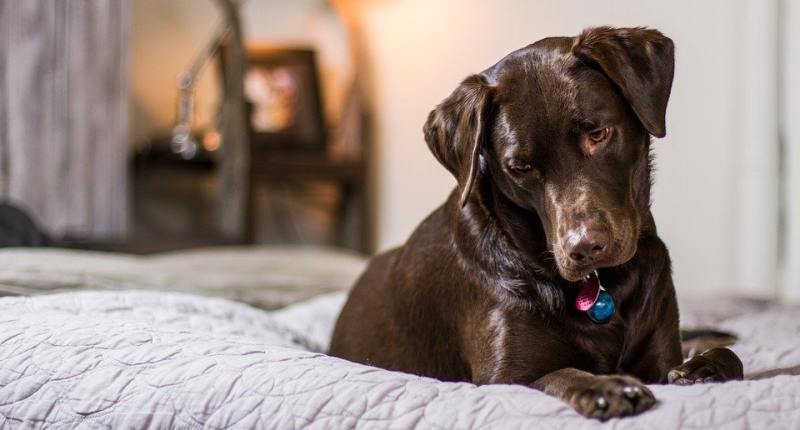 Hundebett aus Kunstleder