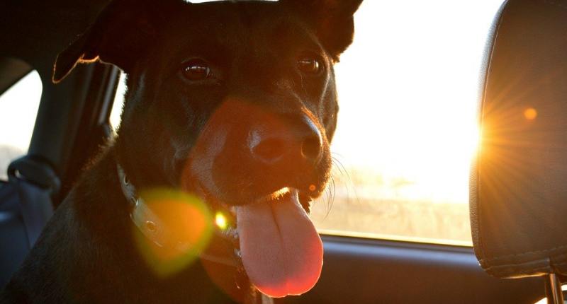 Hundebett auto