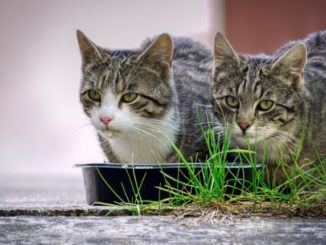 Katzenfutter ohne Getreide