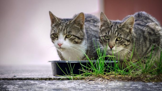 Katzenfutter ohne Getreide