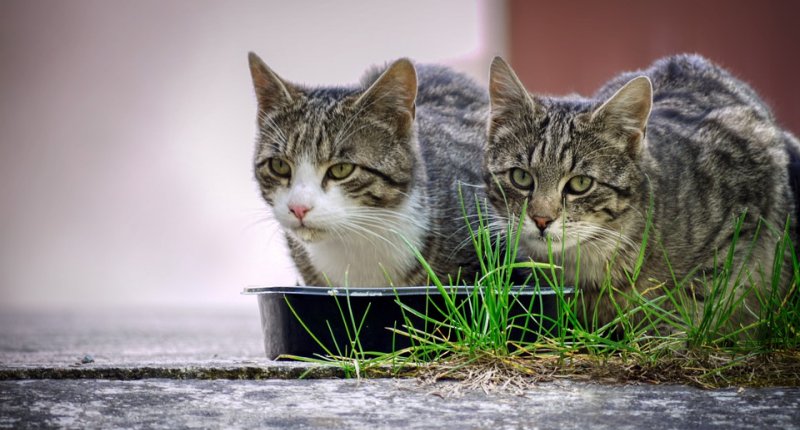 Katzenfutter ohne Getreide