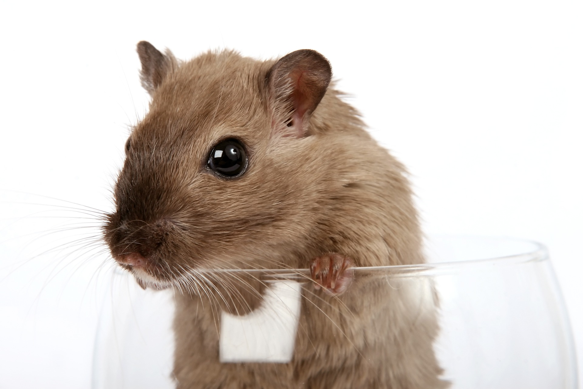 Hamsterspielzeug - So beschäftigst du deinen Hamster!