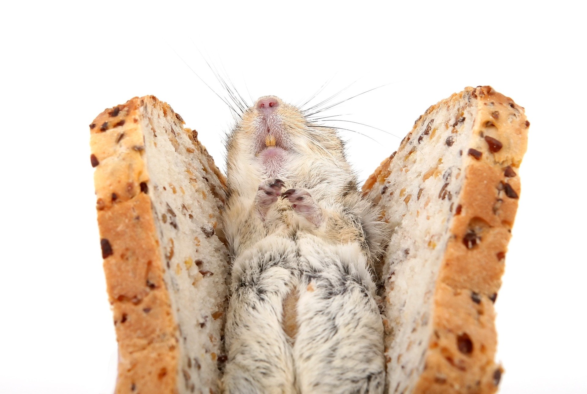 Hamster Sandbad - Wohlfühlen, Buddeln, Spaß haben!