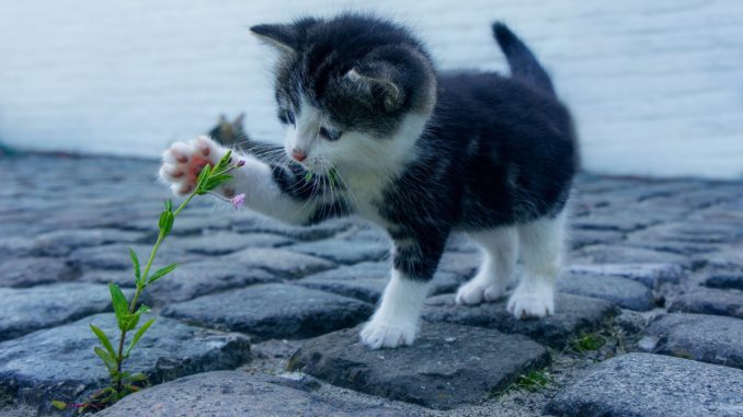 Katzen vertreiben: 8 tierfreundliche Tipps, um Katzen fernzuhalten