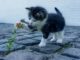 Katze fernhalten