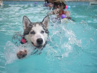 Schwimmweste Hund
