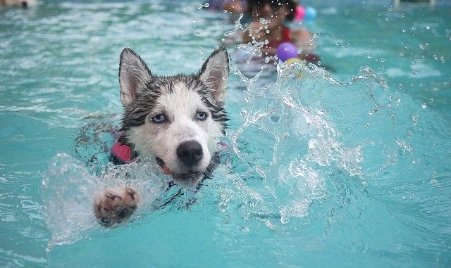 Schwimmweste Hund