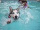 Schwimmweste Hund