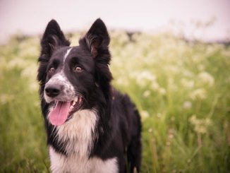 Kühlmatte für Hunde selbstkühlend