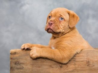 Hundehalsband Welpe