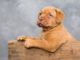 Hundehalsband Welpe
