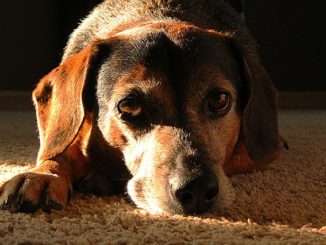 Haferflocken für den Hund